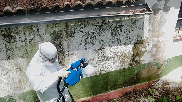 Mold Removal service in Mead